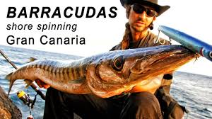 Abonniere envato elements für unbegrenztes herunterladen von 3d gegen eine monatliche gebühr. Barrakudas Vom Ufer Tipps Tricks Barracuda Spinning From Shore Gran Canaria Youtube