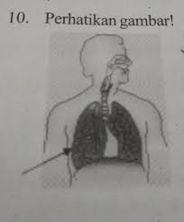 Mekanisme pertukaran oksigen dan karbondioksida. Proses Yg Terjadi Pada Sistem Pernafasan Yang Ditunjuk Oleh Anak Panah Yaitu A Tempat Brainly Co Id