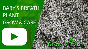 Crowded plants bloom more generously. Baby S Breath Plant Grow Care Youtube