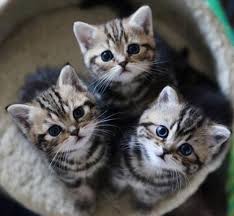 Ucuzler Yavru Kediler Hayvanlar Kedi