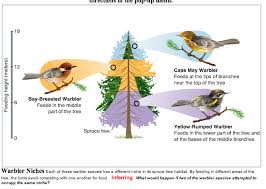 Examples Of Niches In Ecology Google Search Biology Activity Science Nerd Middle Parts