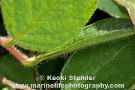 Image result for Desmodium intortum