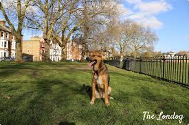 Check spelling or type a new query. 3 London Dog Parks To Visit This Spring The Londog