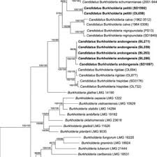Image result for Sericanthe chimanimaniensis