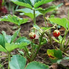 Image result for Fragaria chiloensis