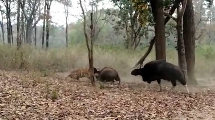 Rare footage of Royal Bengal tiger killing an Indian Bison Gaur| Watch - India Today