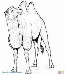Nature Themed Coloring Pages Unique Best Unique Endangered Animals Endangered Species And Totem