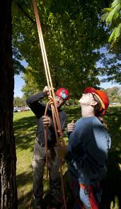 John duffy, isa certified arborist territory and services: Arboriculture Community Forest Management As School Of Earth And Sustainability Umass Amherst