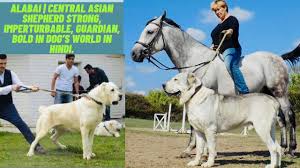 The central asian shepherd dog, also known as the alabay or alabai, is a livestock guardian dog breed. Information Alabai Central Asian Shepherd Strong Imperturbable Guard Biggest In Dog S World Youtube