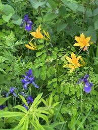 2025年6月 – 岡本亜美(おかもとあみ)のブログ