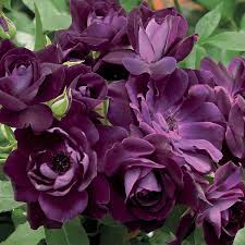 Companion planting in the rose garden sa garden and home. Burgundy Iceberg Floribunda Rose Jackson And Perkins