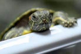 Having a pet can create many rewarding experiences. Pet Turtle Warning From Cdc Here Is The Latest Salmonella Outbreak