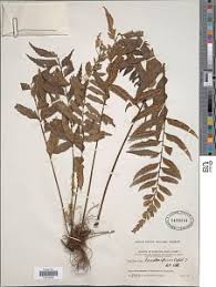 Image result for Asplenium lambinonii