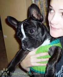 Beautiful super small male messages for more pics and videos i can deliver only 2 to 3 hours away. Stud Dog Brindle French Bulldog With White Stripe Breed Your Dog
