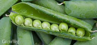 A sunny location with good air circulation is ideal for peas. A Madness For Garden Peas