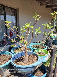 Image result for Pouzolzia mixta