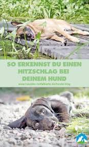 so erkennst du einen hitzschlag beim hund hunde haustiere gesunde hunde