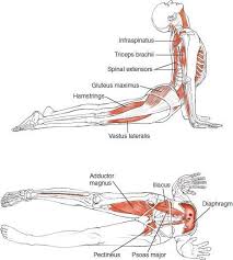 Yoga Time Yoga Blog Yoga Articles Yoga Poses Poses Meditation Inspiration Yoga Anatomy Ashtanga Yoga Yoga Muscles
