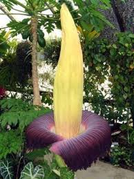Daddy S Copse Flower Tanaman Indoor Pertamanan Tanaman