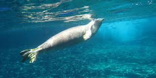 Did You Know That The Hawaiian Monk Seal Is Hawaii S Official State Mammal Get Better Acquainted With These Fascin Hawaiian Monk Seal Monk Seal Marine Mammals