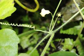 Image result for Zehneria tridactyla