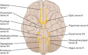 There are two types of nerve fibres associated with the pns; The Peripheral Nervous System Anatomy And Physiology I
