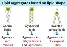 Image result for Lipid