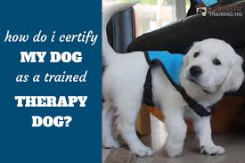 Where can i get my dog certified as a therapy dog? Therapy Dog Training Certification How Do I Get My Dog Certified Labradortraininghq