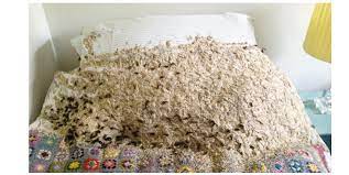Check spelling or type a new query. Woman Discovers This Wasp Nest In Her Spare Room Imgur