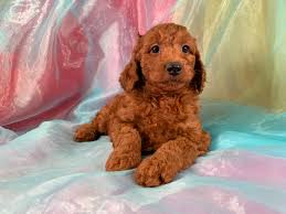 Hide this posting restore restore this posting. Puppies Sold At Purebred Pups