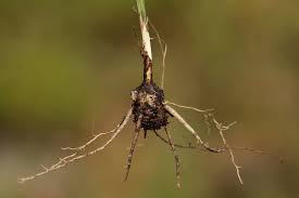 Image result for Hypoxis filiformis