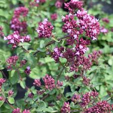 Image result for Origanum
