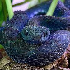 Bush Snake Cute Reptiles Pretty Animals Cute Animals