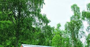Une Petite Maison Dans La Foret Maison Dans La Foret Petite Maison Maison
