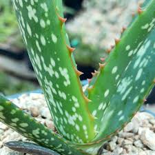 Image result for Aloe komatiensis