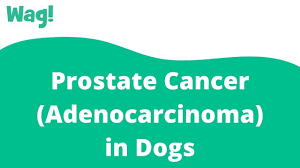 These are done to confirm whether or not your dog has prostate cancer. Prostate Cancer Adenocarcinoma In Dogs Symptoms Causes Diagnosis Treatment Recovery Management Cost