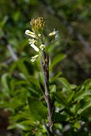 Image result for Turritis glabra