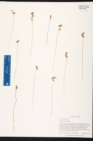 Image result for Utricularia simulans