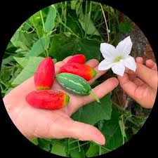 Image result for Coccinia grandis