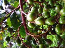 Image result for Deinbollia sp. A