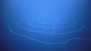The nerve cell is the longest cell in animals. This Really Strange Spiralling Sea Creature May Be The Longest Animal In The Ocean Cbc Radio