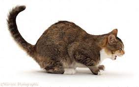 kedi oksurugune ne iyi gelir