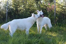 This dog is the mellow cousin of the shepherd family if you want a breed that has the appearance of a gsd but is less aggressive and serious, then go for the swiss shepherd. The Beautiful White Swiss Shepherd Dog In The Spotlight K9 Web