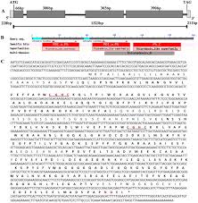 Looking for online definition of pdi or what pdi stands for? A Disulphide Isomerase Gene Pdi V From Haynaldia Villosa Contributes To Powdery Mildew Resistance In Common Wheat Scientific Reports