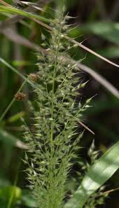 Image result for Arundinella