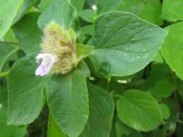 Image result for Lepidagathis scariosa