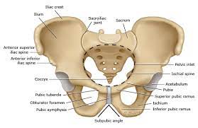 Scapula, either of two large bones of the shoulder girdle in vertebrates. Pelvic Anatomy Uptodate
