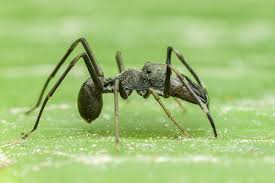Today we cover everything you need to know about keeping jumping spiders as pets! Jumping Spider Fun Facts Terminix