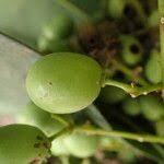 Image result for Lepisanthes senegalensis