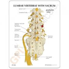 Urinary track infection refer pain to the low back but the bowel and. Lumber Vertebrae With Sacrum Model Www Anatomynote Com Lower Back Anatomy Anatomy Anatomy Organs